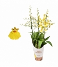 Oncidium