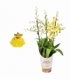 Oncidium