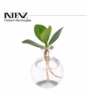 Clusea