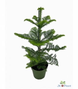 Araucaria