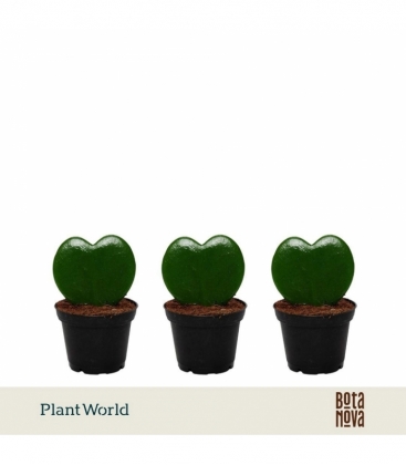 Hoya