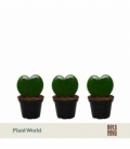 Hoya