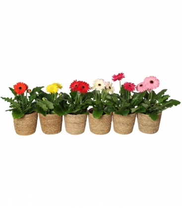 Gerbera