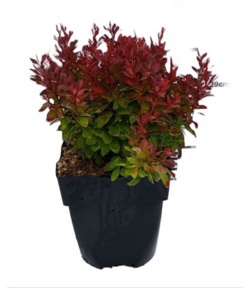 Berberis