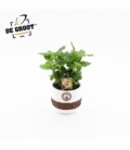 Coffea