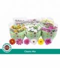 Chrysanthemum