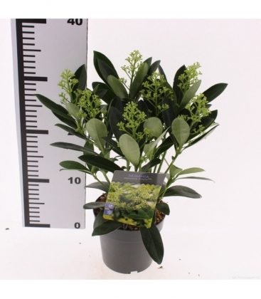 Skimmia