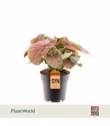 Syngonium