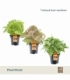 Syngonium