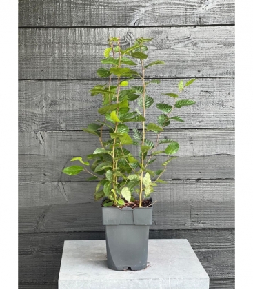 Carpinus