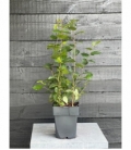 Carpinus