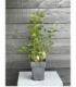 Carpinus
