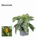 Aphelandra
