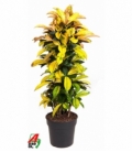 Croton