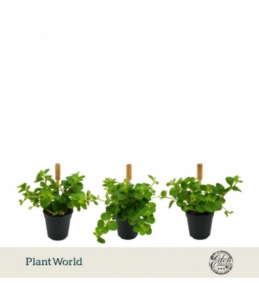 Peperomia