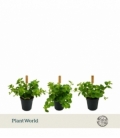 Peperomia