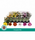Chrysanthemum