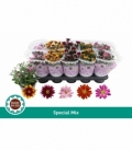 Chrysanthemum