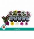 Chrysanthemum