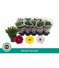Chrysanthemum