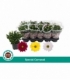 Chrysanthemum