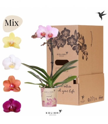 Phalaenopsis