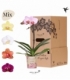 Phalaenopsis