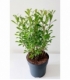 Salix