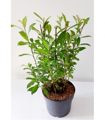 Salix