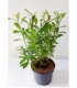 Salix