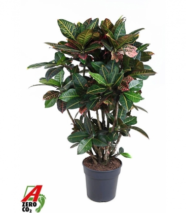 Croton