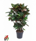 Croton