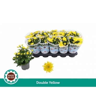 Chrysanthemum