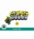 Chrysanthemum