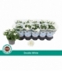 Chrysanthemum