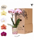 Phalaenopsis