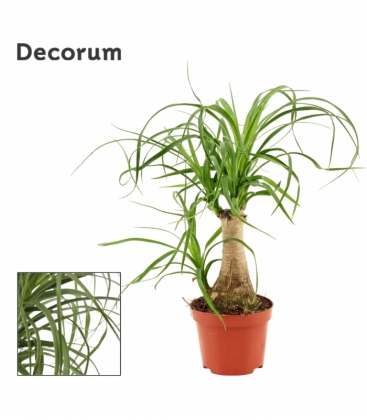 Beaucarnea