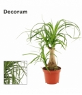 Beaucarnea