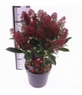 Skimmia