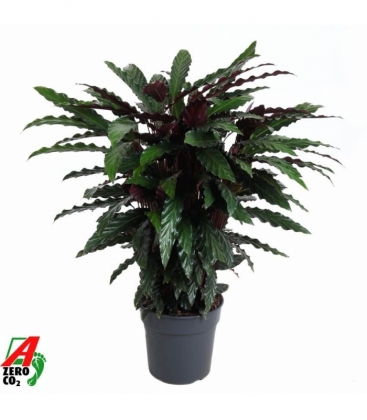 Calathea