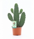 Opuntia