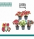 Caladium