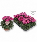 Cyclamen