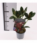 Skimmia
