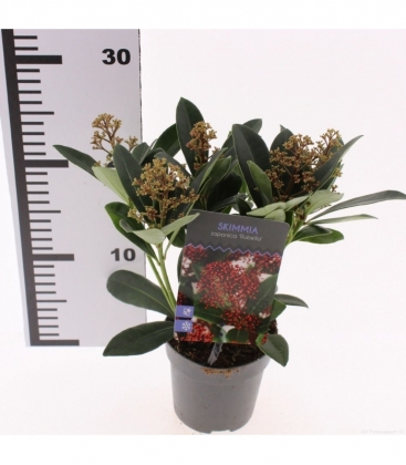 Skimmia