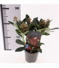 Skimmia