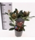 Skimmia