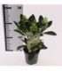 Skimmia