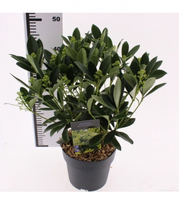 Skimmia