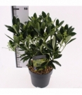 Skimmia